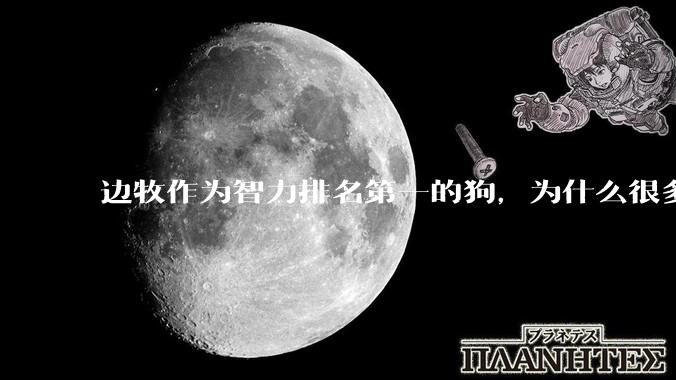 边牧作为智力排名第一的狗，为什么很多人还是不愿意养？